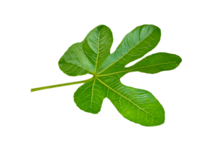 hoja planta aislado en transparente antecedentes png