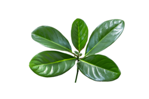 leaf plant isolated on transparent background png