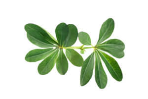 hoja planta aislado en transparente antecedentes png