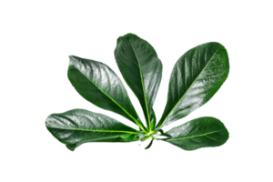 feuille plante isolé sur transparent Contexte png