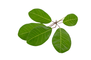 hoja planta aislado en transparente antecedentes png