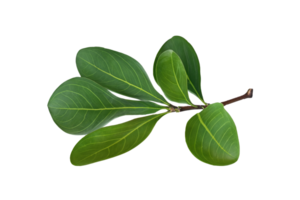 hoja planta aislado en transparente antecedentes png