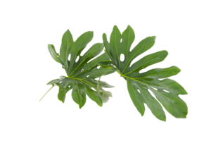 hoja planta aislado en transparente antecedentes png