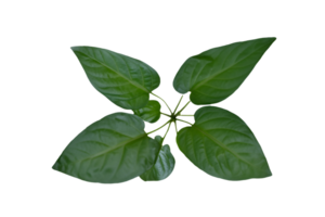 leaf plant isolated on transparent background png