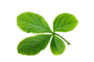 feuille plante isolé sur transparent Contexte png