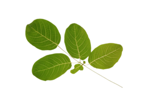 hoja planta aislado en transparente antecedentes png