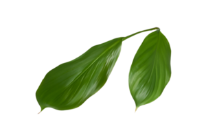 hoja planta aislado en transparente antecedentes png