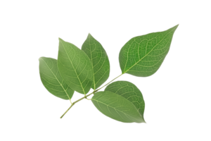 feuille plante isolé sur transparent Contexte png