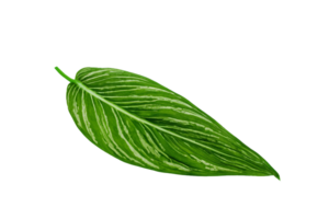 hoja planta aislado en transparente antecedentes png