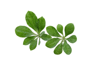 feuille plante isolé sur transparent Contexte png