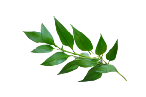 leaf plant isolated on transparent background png