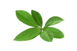 feuille plante isolé sur transparent Contexte png