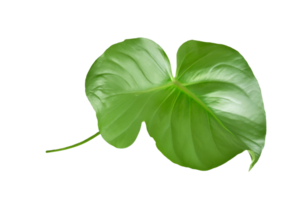 hoja planta aislado en transparente antecedentes png