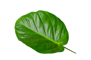 hoja planta aislado en transparente antecedentes png