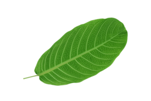 hoja planta aislado en transparente antecedentes png