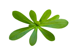 leaf plant isolated on transparent background png