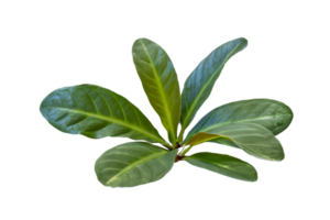 leaf plant isolated on transparent background png