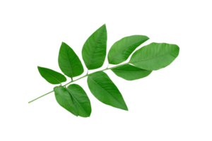 leaf plant isolated on transparent background png