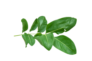 hoja planta aislado en transparente antecedentes png