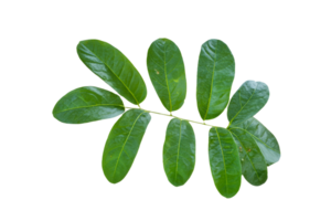 feuille plante isolé sur transparent Contexte png