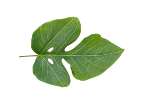 feuille plante isolé sur transparent Contexte png