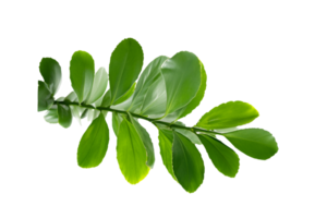 leaf plant isolated on transparent background png