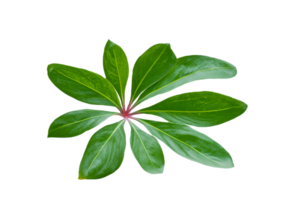 feuille plante isolé sur transparent Contexte png