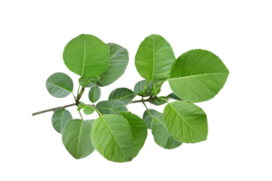 feuille plante isolé sur transparent Contexte png