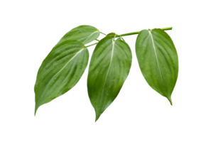 feuille plante isolé sur transparent Contexte png