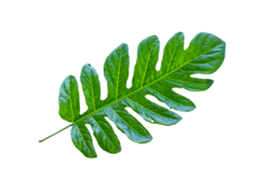 leaf plant isolated on transparent background png