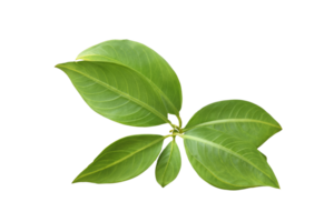 hoja planta aislado en transparente antecedentes png