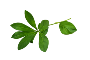 leaf plant isolated on transparent background png