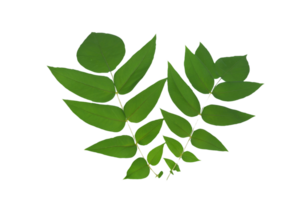 feuille plante isolé sur transparent Contexte png