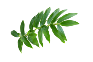 feuille plante isolé sur transparent Contexte png