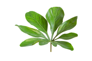 leaf plant isolated on transparent background png