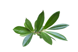 feuille plante isolé sur transparent Contexte png