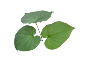 hoja planta aislado en transparente antecedentes png