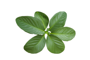 hoja planta aislado en transparente antecedentes png