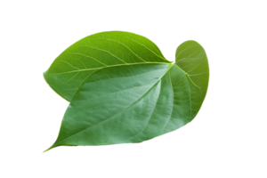 hoja planta aislado en transparente antecedentes png