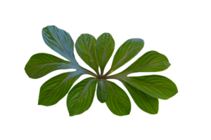 hoja planta aislado en transparente antecedentes png