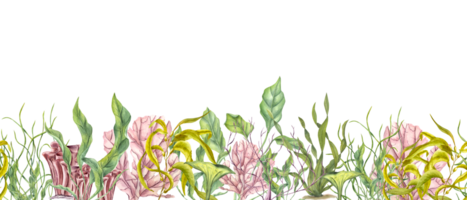Horizontal seamless banner with undersea plants, corals. Green, yellow kelps, colored polyps. Lagoon underwater world. Marine fauna. Watercolor illustration. Aquarium design, print, card png