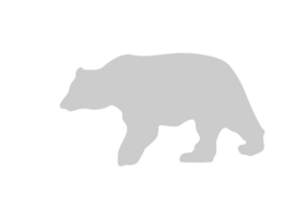 Bear vector