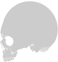 Death skull vector