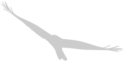 Bird vector