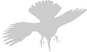 Bird vector