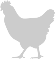 Chicken vector