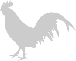 Chicken rooster vector
