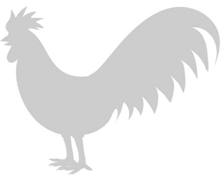 pollo vector