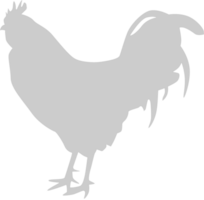 Chicken rooster vector