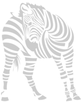 Zebra vector